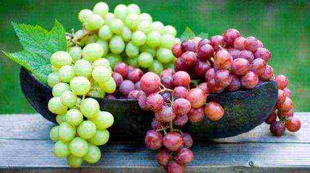 kako uzgajati grožđe kod kuće iz sjemena