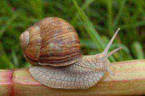 how to grow a grape snail at home