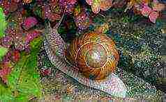 how to grow a grape snail at home