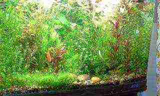 how to grow algae in an aquarium at home