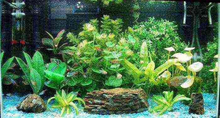 how to grow algae in an aquarium at home