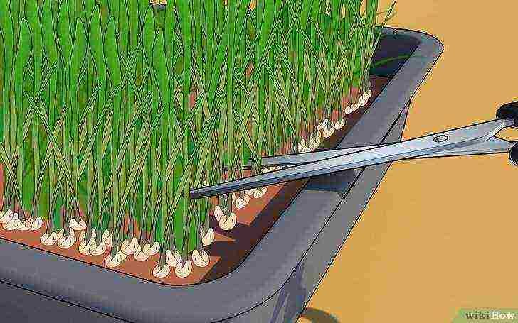 how to grow wheat germ at home