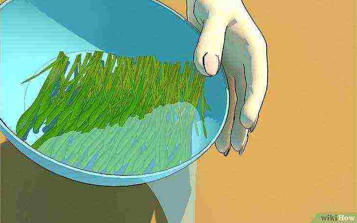 how to grow wheat germ at home