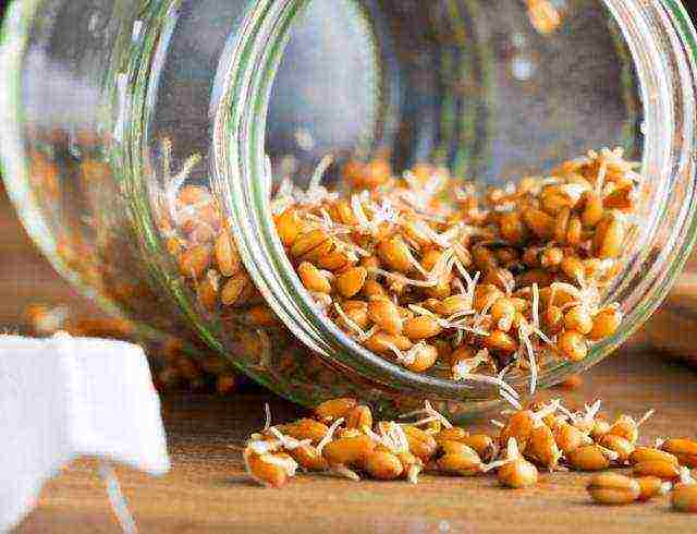 how to grow wheat germ at home