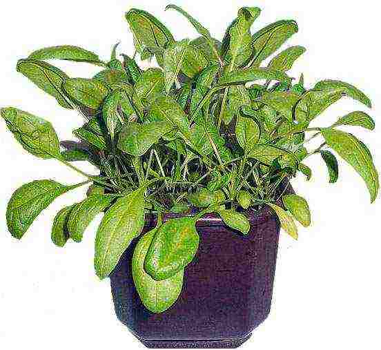 how to grow greens at home on a windowsill