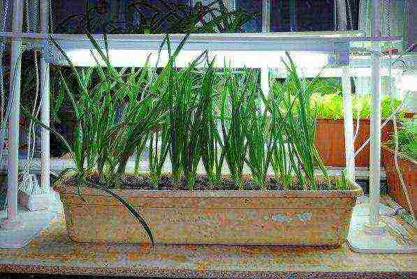 how to grow greens at home on a windowsill