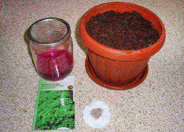 how to grow greens at home on a windowsill