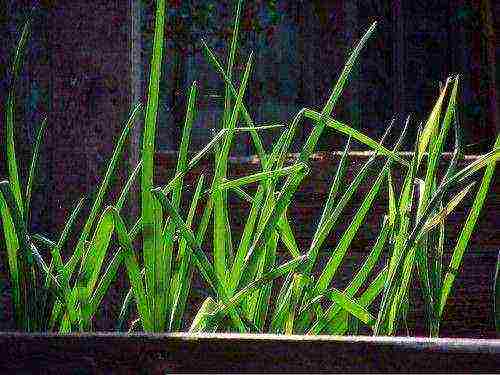 how to grow green onions from seeds at home
