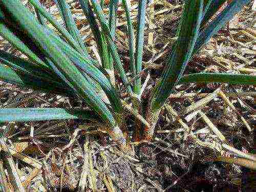 kung paano mapalago ang berdeng mga sibuyas mula sa mga binhi sa bahay