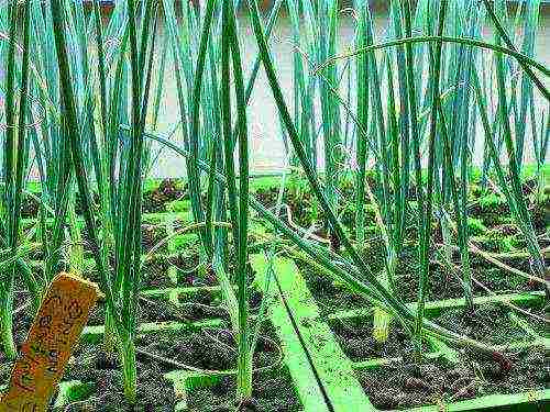 kung paano mapalago ang mga berdeng sibuyas sa bahay sa taglamig