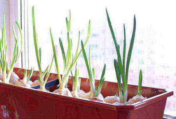 how to grow green onions at home in winter