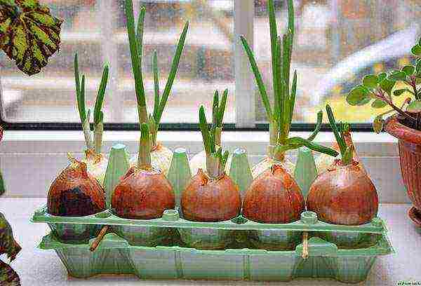 how to grow green onions at home in winter