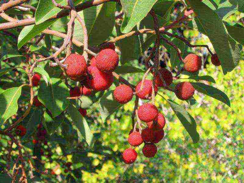 how to grow a strawberry tree at home