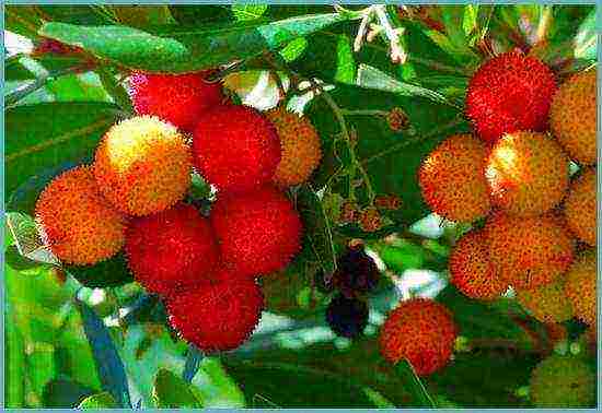 how to grow a strawberry tree at home