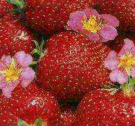 how to grow a strawberry tree at home