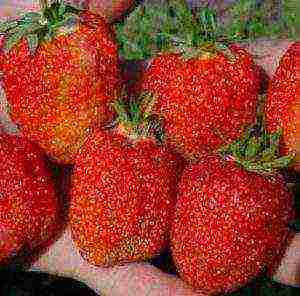 how to grow a strawberry tree at home