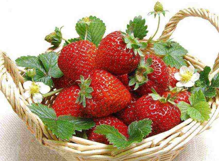 kung paano palaguin ang mga strawberry sa buong taon sa bahay