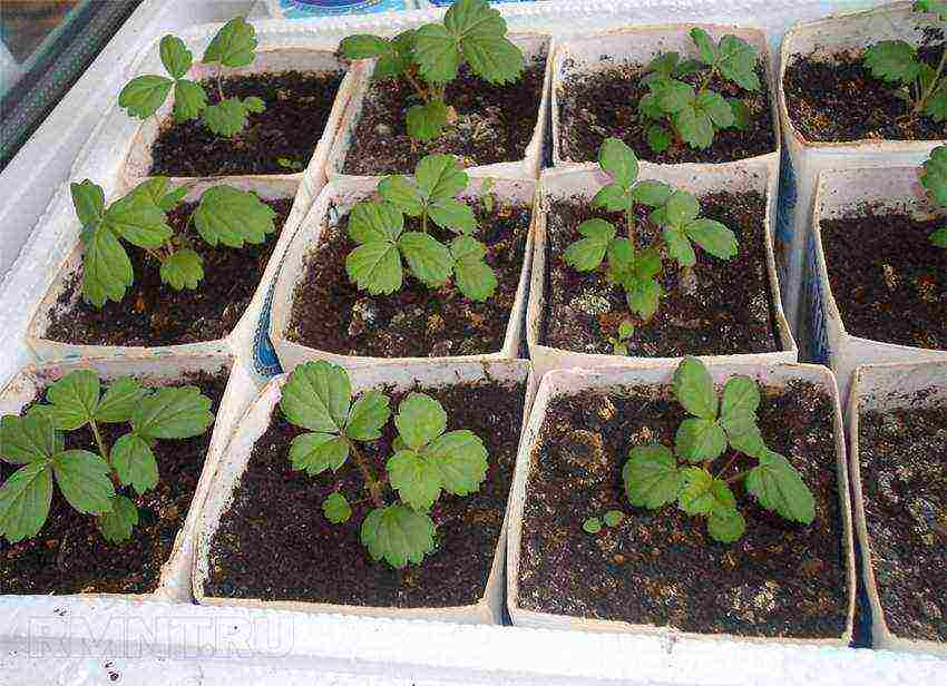 kung paano palaguin ang mga strawberry sa buong taon sa bahay