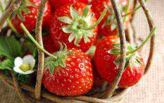 how to grow strawberries all year round at home