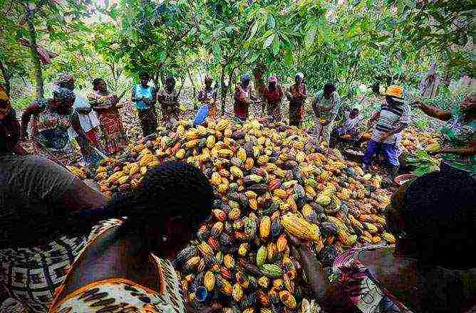 cocoa pinakamahusay na grado