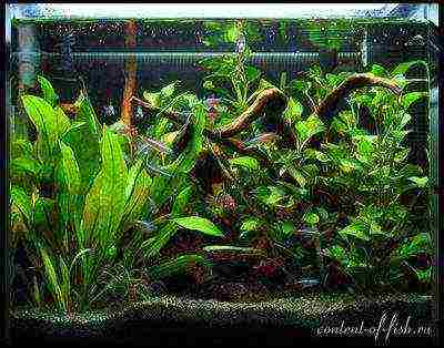 what aquarium plants can be grown in pots