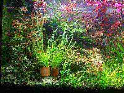 what aquarium plants can be grown in pots