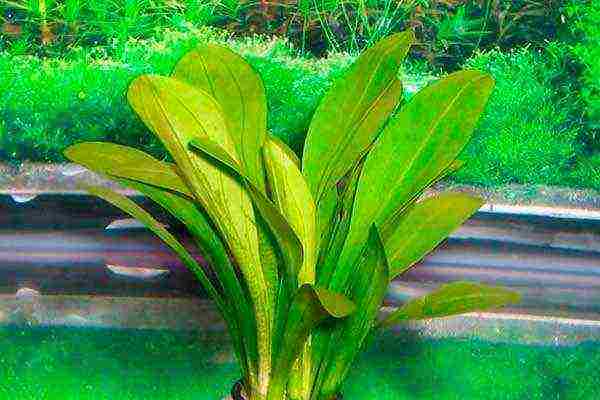 what aquarium plants can be grown in pots