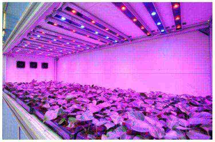 what flowers can be grown under artificial light