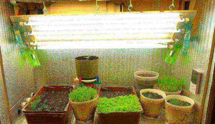 what flowers can be grown under artificial light