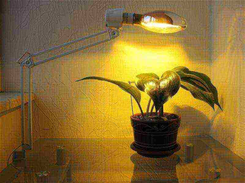 what flowers can be grown under artificial light