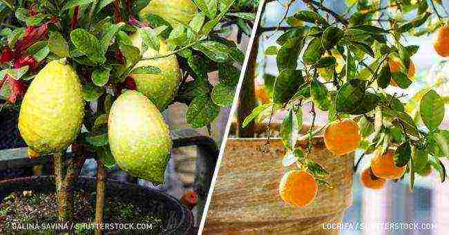 what fruits can be grown at home