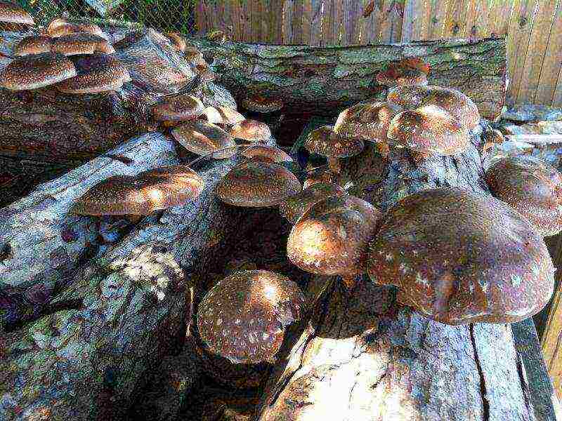 what mushrooms can be grown at home on the street