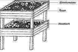 which mushrooms are easiest to grow at home