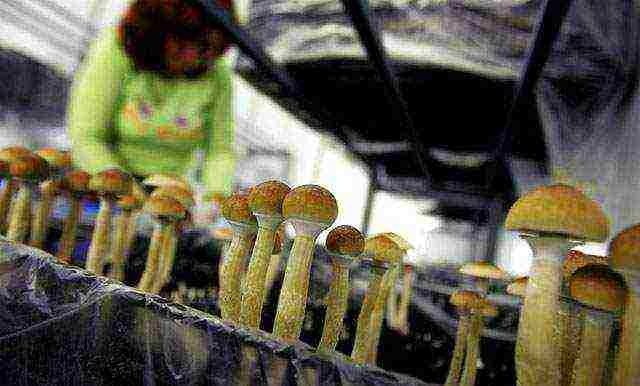 what mushrooms are profitable to grow at home