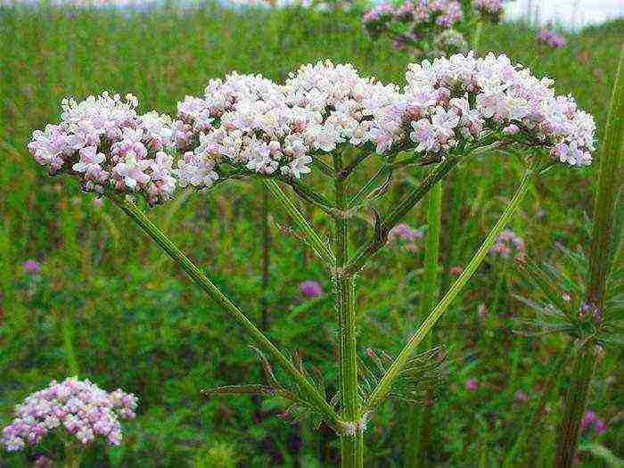 what medicinal plants can be grown in a greenhouse