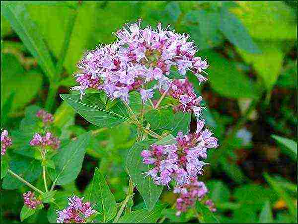 what medicinal plants can be grown in a greenhouse