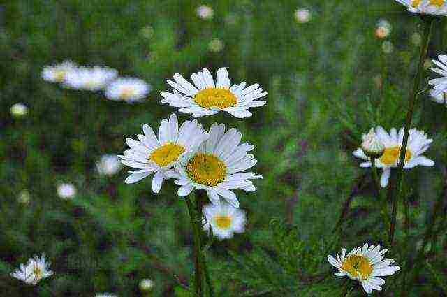 what medicinal plants can be grown in a greenhouse