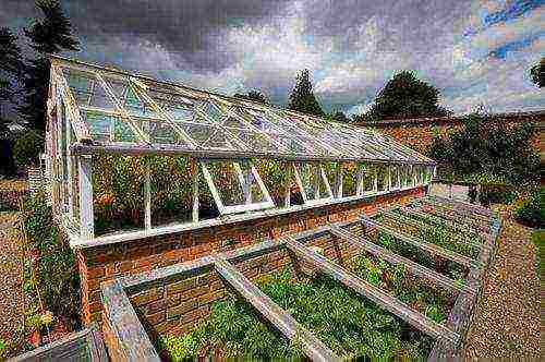 what medicinal plants can be grown in a greenhouse