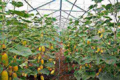 what medicinal plants can be grown in a greenhouse