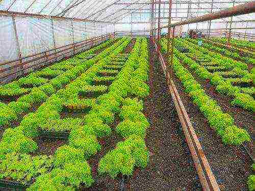 what medicinal plants can be grown in a greenhouse