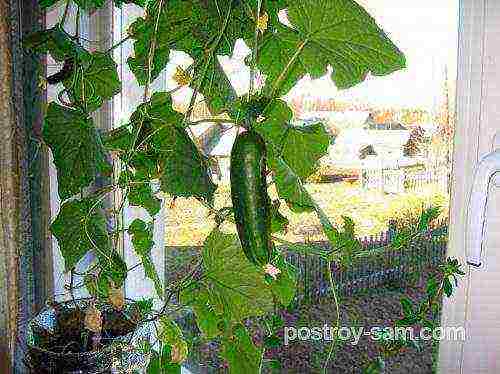 anong mga gulay ang maaaring itanim sa windowsill buong taon