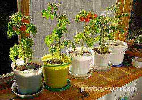 what vegetables can be grown on the windowsill all year round