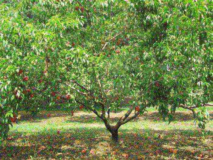 which peaches are best grown in central Russia