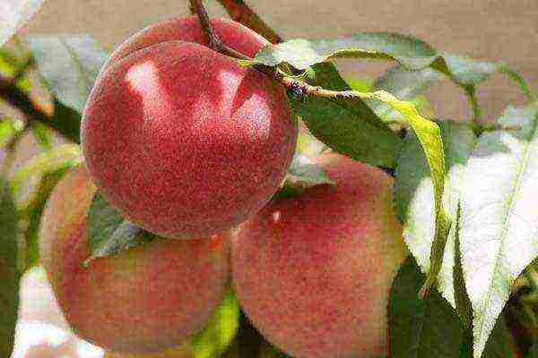 which peaches are best grown in central Russia