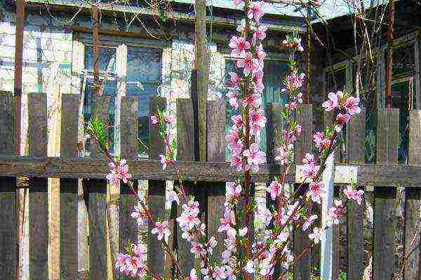 which peaches are best grown in central Russia