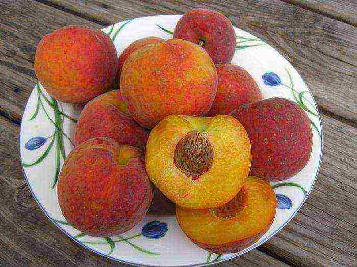 which peaches are best grown in central Russia