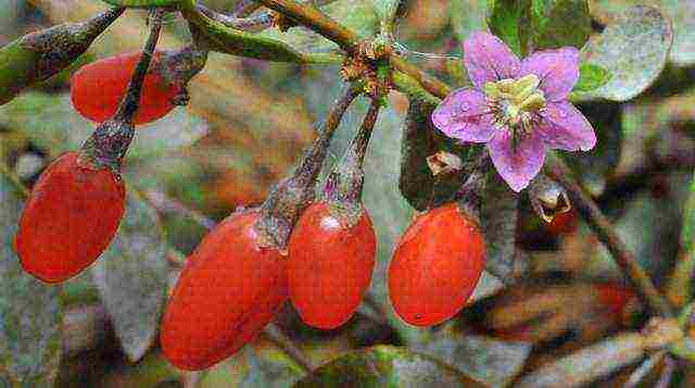 what fruit crops are grown in the Moscow region