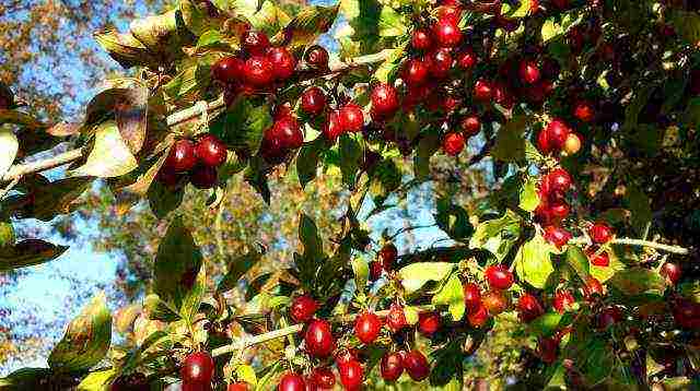 what fruit crops are grown in the Moscow region