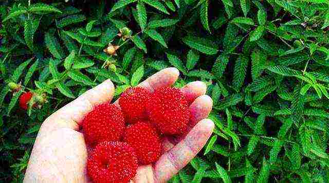 what fruit crops are grown in the Moscow region