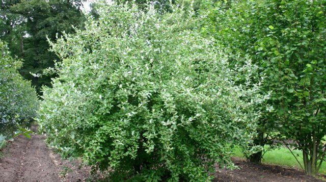 what fruit crops are grown in the Moscow region